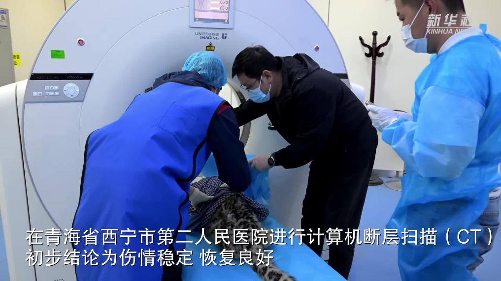 雪豹幼崽“凌小蛰”接受CT检查 身体恢复良好